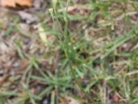 Liondent automne (Leontodon autumnalis)_9