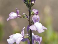 Linaire Canada (Nuttallanthus canadensis)_3