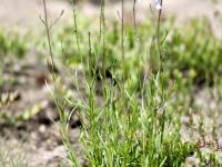 Linaire Canada (Nuttallanthus canadensis)_6