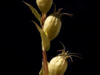 Lobélie gonflée (Lobelia inflata)_4
