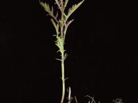 Lycope Amérique (Lycopus americanus)_2