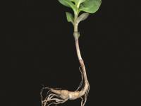 Lycope une fleur (Lycopus uniflorus)_11