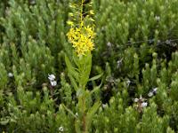 Lysimaque terrestre (Lysimachia terrestris)_1