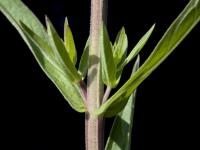Salicaire commune (Lythrum salicaria)_6
