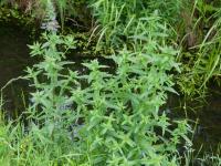 Salicaire commune (Lythrum salicaria)_8