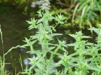 Salicaire commune (Lythrum salicaria)_9