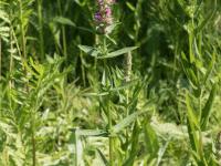 Salicaire commune (Lythrum salicaria)_10