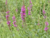 Salicaire commune (Lythrum salicaria)_13