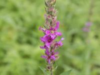 Salicaire commune (Lythrum salicaria)_14