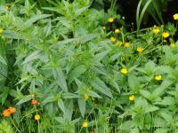 Salicaire commune (Lythrum salicaria)_17