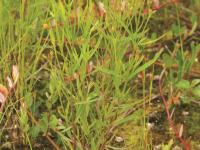 Millepertuis Canada (Hypericum canadense)_1
