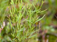 Millepertuis Canada (Hypericum canadense)_2