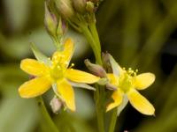 Millepertuis Canada (Hypericum canadense)_3