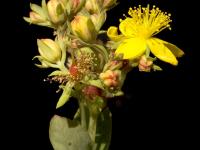 Millepertuis elliptique (Hypericum ellipticum)_2