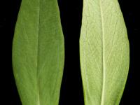 Millepertuis elliptique (Hypericum ellipticum)_8