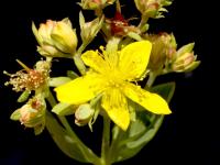 Millepertuis elliptique (Hypericum ellipticum)_11