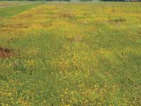 Millepertuis elliptique (Hypericum ellipticum)_12