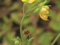 Millepertuis majeur (Hypericum majus)_3