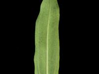 Millepertuis majeur (Hypericum majus)_4