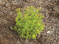 Millepertuis nain (Hypericum mutilum)_1