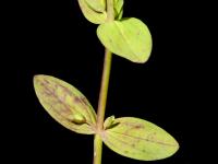 Millepertuis nain (Hypericum mutilum)_4