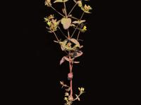 Millepertuis nain (Hypericum mutilum)_5