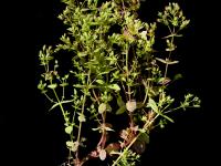 Millepertuis nain (Hypericum mutilum)_6