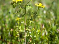 Millepertuis commun (Hypericum perforatum)_1