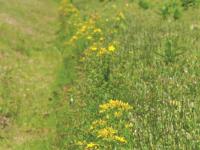 Millepertuis commun (Hypericum perforatum)_2