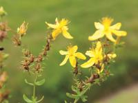 Millepertuis commun (Hypericum perforatum)_3