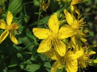 Millepertuis commun (Hypericum perforatum)_6