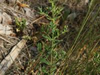 Millepertuis commun (Hypericum perforatum)_13