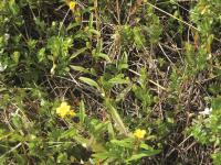 Onagre vivace (Oenothera perennis)_1