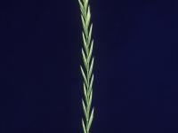 Chiendent(Elymus repens)_1