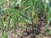 Chiendent(Elymus repens)_2