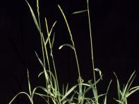 Chiendent(Elymus repens)_4