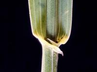 Chiendent(Elymus repens)_5