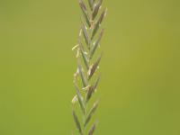 Chiendent(Elymus repens)_7