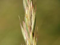 Chiendent(Elymus repens)_14