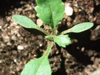 Seneçon vulgaire (Senecio vulgaris)_6