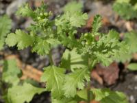 Seneçon vulgaire (Senecio vulgaris)_11