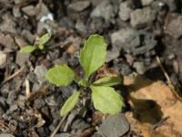 Seneçon vulgaire (Senecio vulgaris)_12