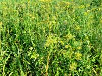 Panais sauvage (Pastinaca sativa)_7