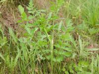 Panais sauvage (Pastinaca sativa)_12