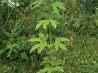 Grande herbe à poux (Ambrosia trifida)_16