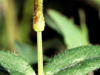 Céraiste vulgaire(Cerastium fontanum)_8