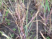 Seigle d'automne - glyphosate (9)_3