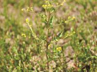 Rorippe marais (Rorippa palustris)_6