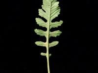 Rorippe marais (Rorippa palustris)_12