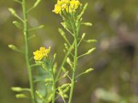 Rorippe marais (Rorippa palustris)_13